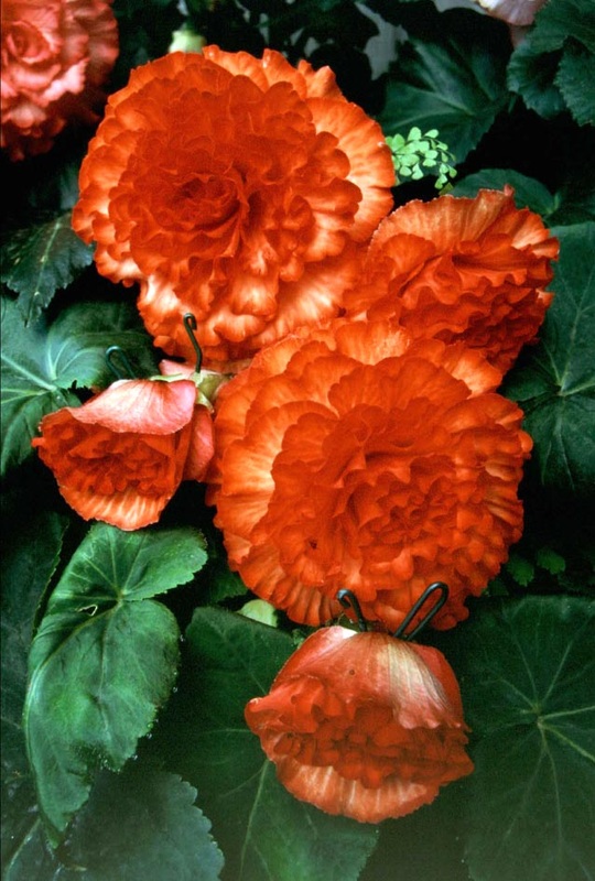 B. ‘Fireglow’